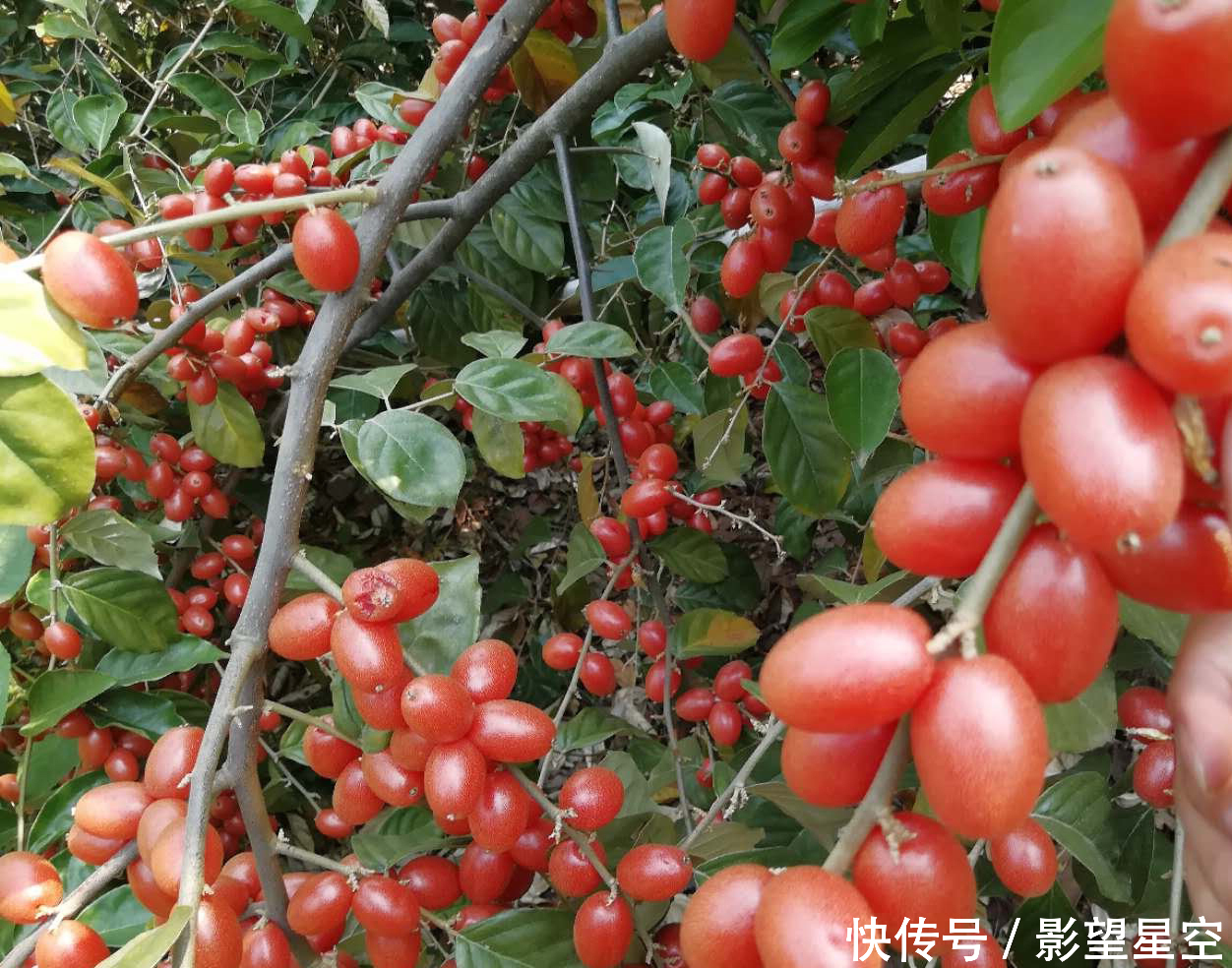 农村野生羊奶果太诱人了,酸酸甜甜童年时的味