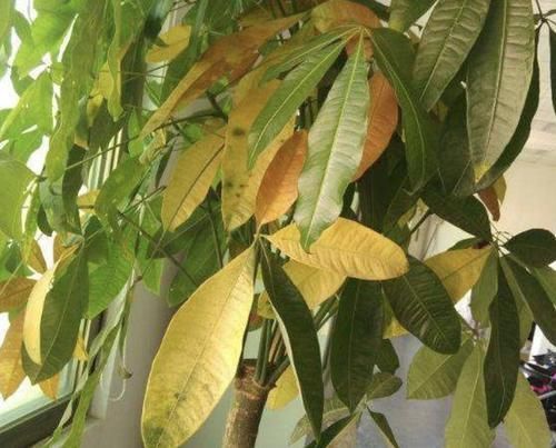  养护@要让“发财树”生长快，得靠“3招”，学一下，叶片油绿又好看！