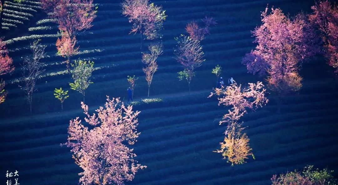 大美无量丨樱花谷的樱花又开了，未来20天，赏花正当时