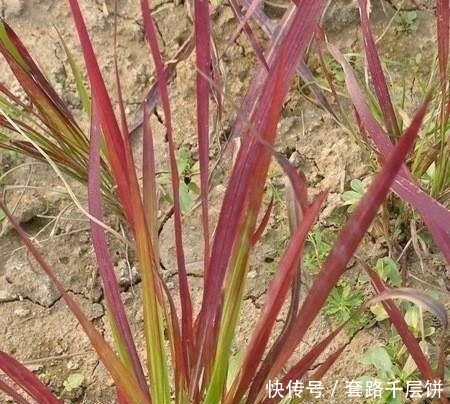 \＂l1\＂: \＂不要再送花束了，换个百搭的花盒吧\＂这东西，人称“血草”，名字吓人却是一“宝”，野外遇见，请珍惜