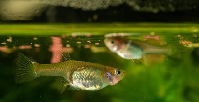  喂食@孔雀鱼该怎么喂？细数孔雀鱼3个阶段的正确喂食方法