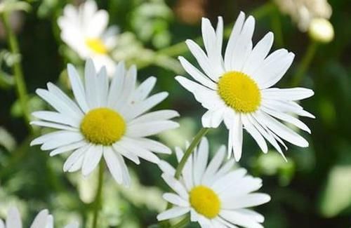  『粉嫩』居家最好养的花，花朵粉嫩丰腴，娇憨可爱，花期超长，好打理