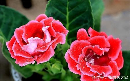 『艳丽』喜欢在家中养护花卉,就选花期长,花色艳丽的3种花卉,值得拥有