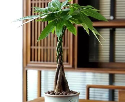  [富贵]家养5种树，富贵安康，招财旺运