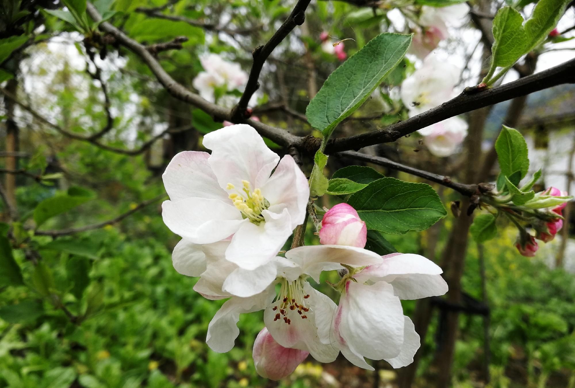  『平凡』四川植物图鉴｜平常却不平凡的苹果花