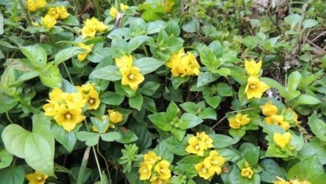  『路边』这不起眼的路边“野草”，种进花盆漂亮又好养，还是治结石的良药