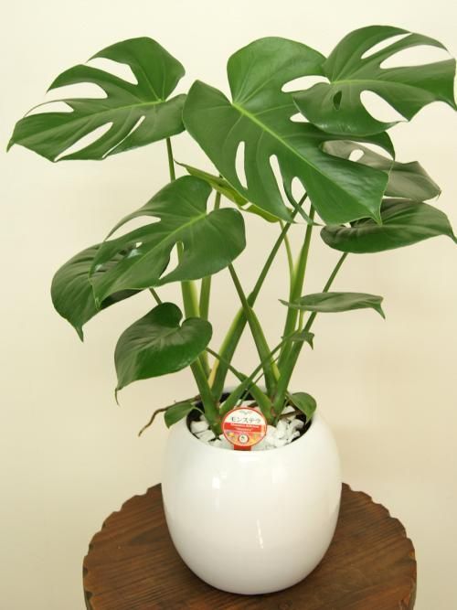  「生机」龟背竹叶片发黑，做好这几点，轻松恢复生机！