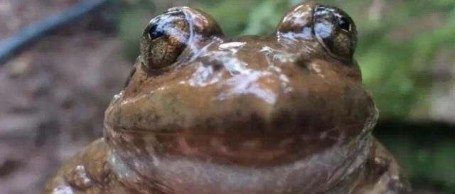  蛙类|石蛙100元一斤，但农民们不太敢养，因为耗费太多