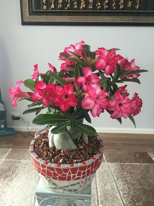 「盆栽」仙人球里的“仙子”,花朵超美,开花勤快,种植容易,是盆栽佳品