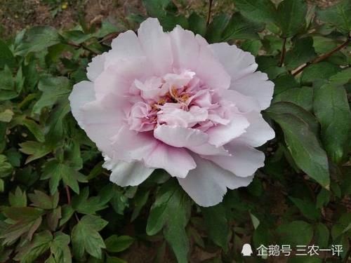  『培育』感叹牡丹的适应能力，在花农精心培育下，如今在东北落户花开