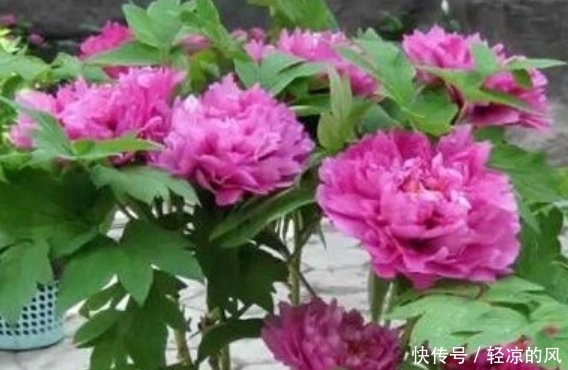  『寓意』“人养花、花养人”,聪明人都养这4种花,寓意好作用多
