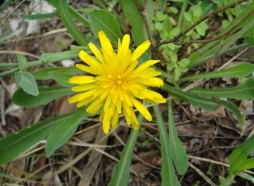 农村这草叫黄鹌菜，曾被农民当害草锄掉，如今是一种很好的中草药