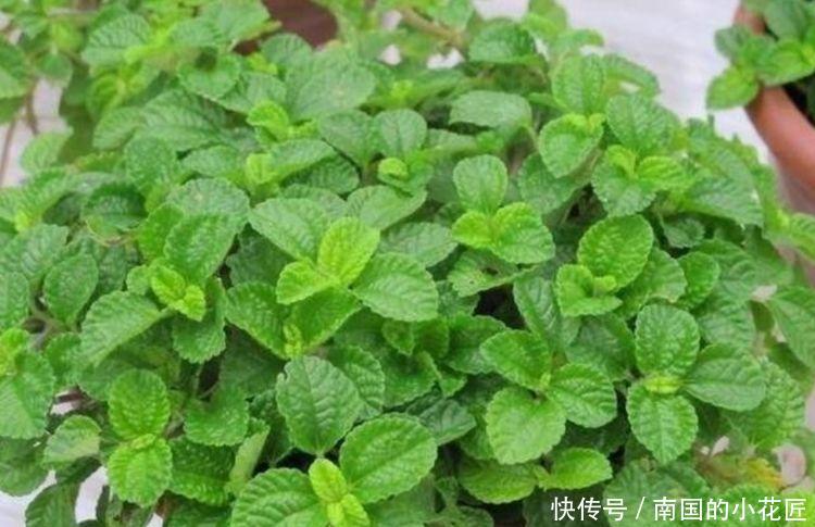 『圆滚』超好养的4种花,人人都喜欢,开花幽香暗淡,花型圆滚惹人爱