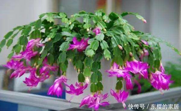  夏天的时|蟹爪兰还没冒花苞，叶子全“黄了”，教你几招就解决
