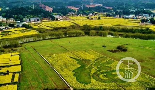 潼南万亩油菜花美翻了 快来云赏花【2020热门旅游景点】