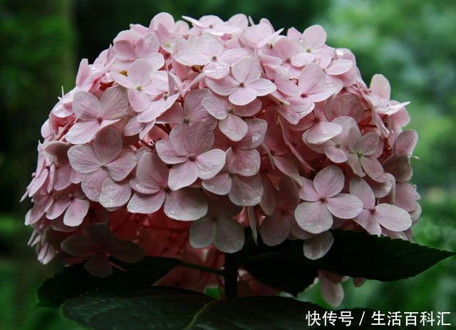 【耐热】适合养在室内的3种花,好养易活花色艳丽,耐热耐旱能爆盆,真香