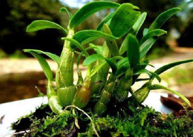  石斛@这野草名叫石斛，生长在石缝上，过去农民不重视，如今一株