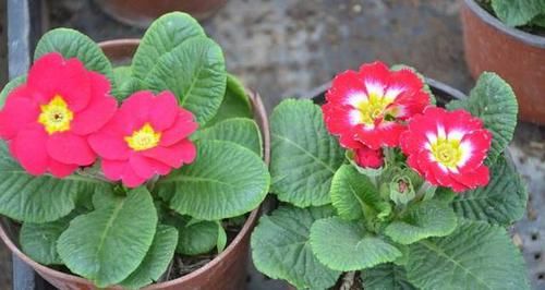 『阳光』5种适合遮阴处养花的盆栽花卉,一点阳光就能开花