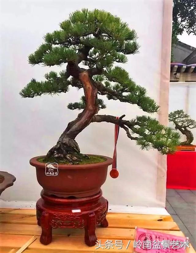 松树盆景，怎样才能算上品？