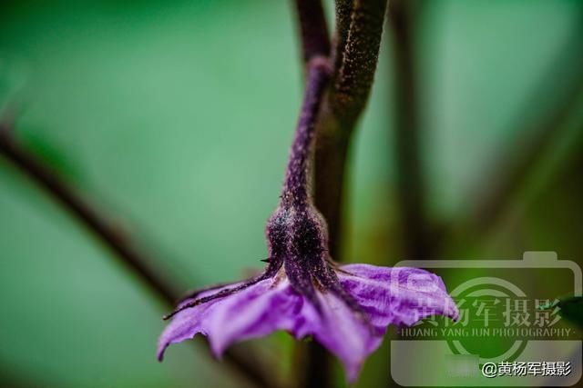  淡紫色的茄：茄子花开的娇美，乡村菜园夏日美丽熟悉的花