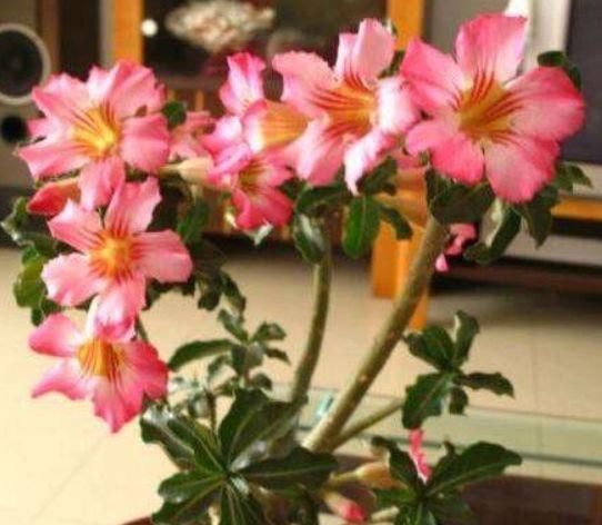  「养花」养花时，选择养什么很重要，推荐去养“3种花”，动不动就能爆盆