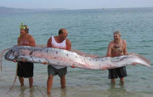 游客在海上发现深海“白龙王”，它出现常伴随着地震