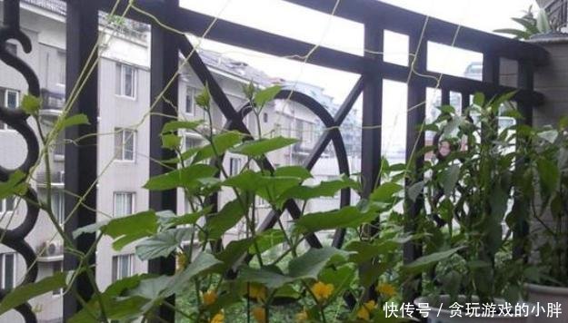 果实:阳台种植蔬菜首选白蛋茄,好看又美味,邻居见了表示羡慕!