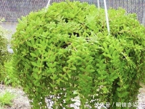【殊不知】小溪边的“杂草”,殊不知是“多肉”,挖2棵养,2个月变成20棵