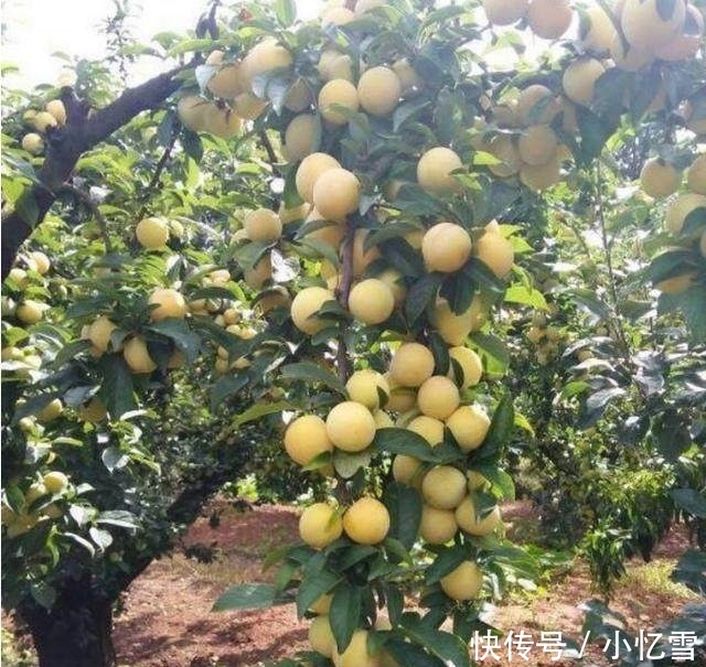 这是25年前的老品种：一位农民多年前种下的树 你们认识这种果吗