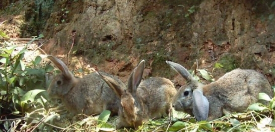 农民养殖一种野味，城里人经常来上山抓捕，一只可以卖到200块