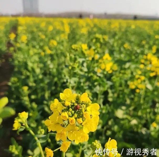 「漂亮」漂亮!淄博高新区傅山村的这片油菜花又开了!