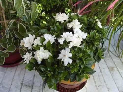  「栀子花」栀子花花苞掉一地?，改改几个“臭毛病”，大花苞砰砰开
