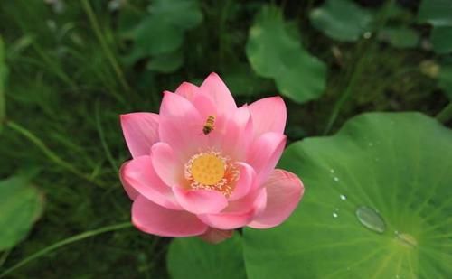  药用价值：“5种”常见花卉，“药用价值”高，以前小看啦