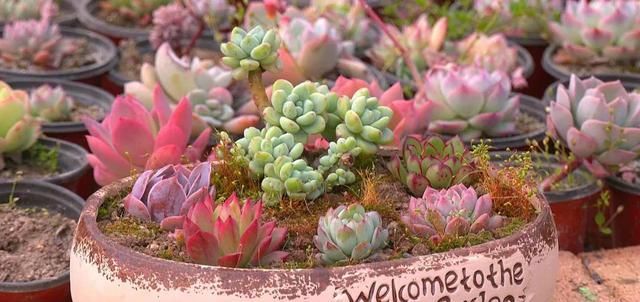  「年收入」丰县一小伙种植多浆植物，年收入达三十万！