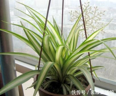 "nlabel":"stat_3176116568:zm.news.so.com:5ZCD6LSn5bim5L2g5bCd5bC96aOf给吊兰换盆,选个最佳“时间段”,换完快生长,轻松又爆盆