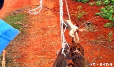  「想到」农村老汉在田地里挖地瓜，没想到还有意外收获，老汉顿