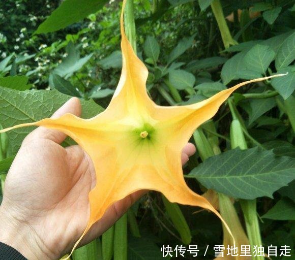 毒性是最大■曼陀罗开花很美,整株有“剧毒”,花瓣不要摘!当场毁掉最好!