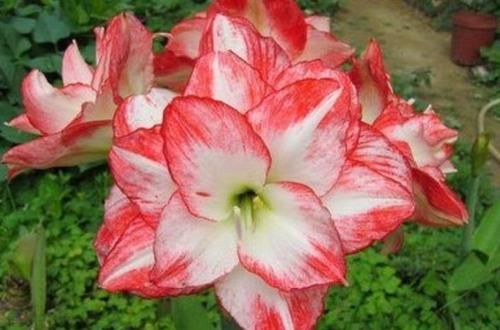  『花色艳丽』养花就养这几款，全年开花不停，爆盆美如花，枝头窜满花苞