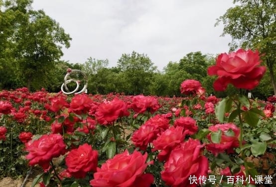  『太白山出口』西部兰花生态园“玫瑰花”开了！涉及类型120多种