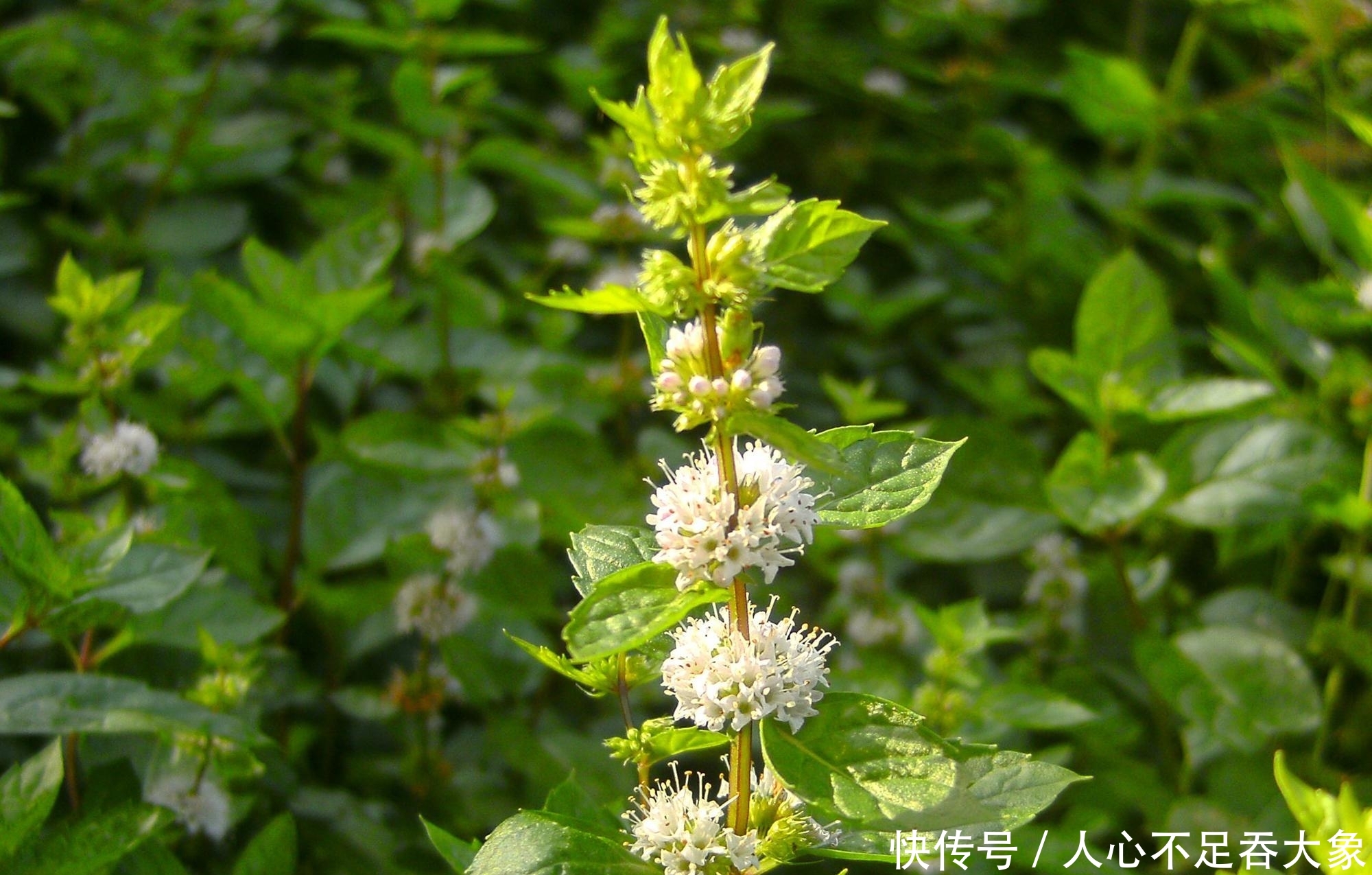 农村一种野草，泡茶喝清热解暑，嚼2片叶子可祛口臭，夏季别错过