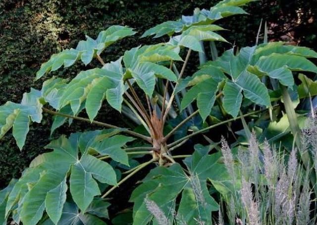  【品种】这种野生植物长在农村，被当地农民当成经济价值品种，