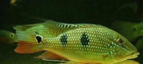  #水族市场上#美洲慈鲷之美，您细品