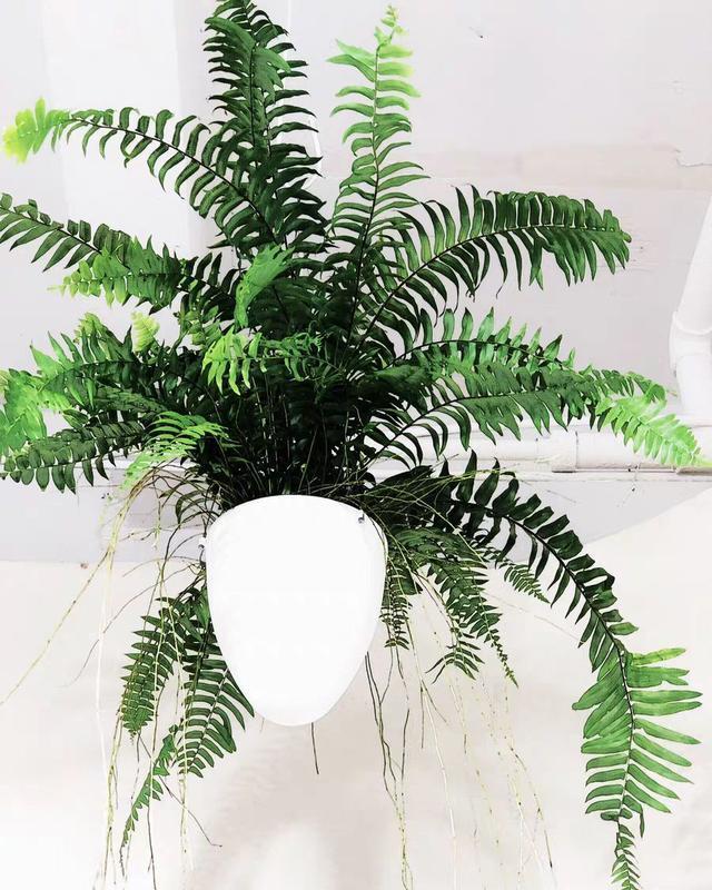 「荷叶铁线蕨」6种适合卫生间养的蕨类植物,耐阴好养活,杀菌去异味!