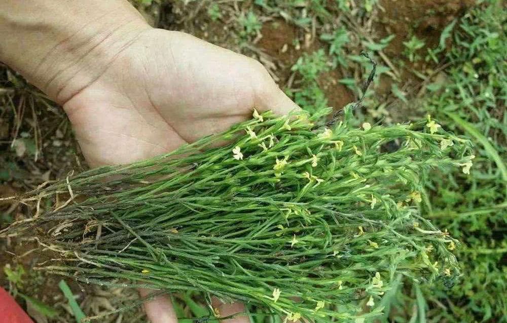  「除掉」过去农民当杂草除掉，如今千元一斤被捧成“神药”，却