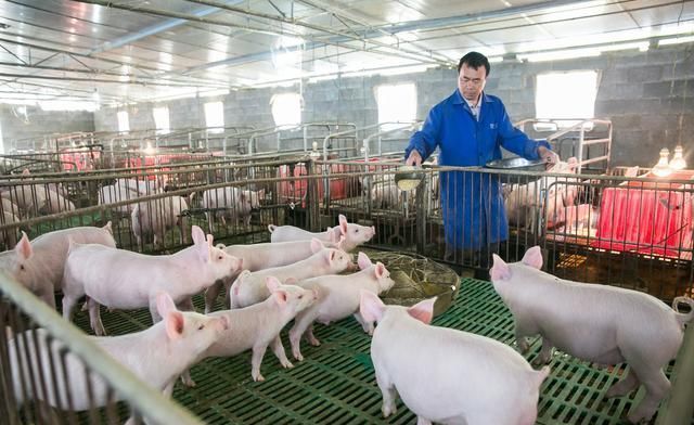 猪价行情低迷，2019年养猪是否可行？需要注意哪些问题