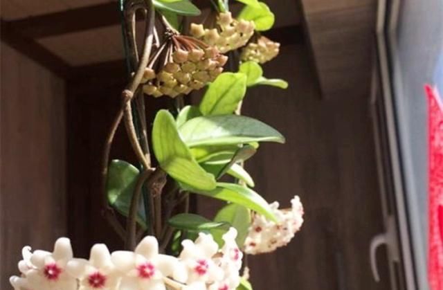  适合■这“3种”耐阴花，适合懒人养，光照少也能长爆盆，关键还易养活