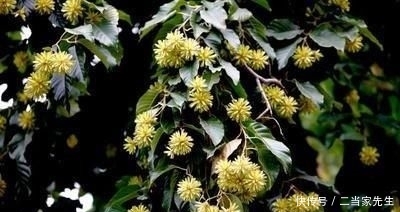#列为#喜树被列为第一批国家重点保护野生植物,头状花序近球形