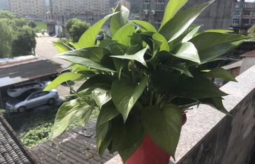  [常见]养绿萝常见黄叶烂根？教你找出2点原因，绿叶疯长养着省心