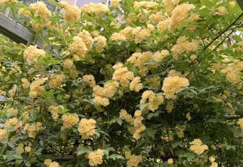  庭院：阳台、庭院不宽阔？也得种2棵“木香花”，清香飘满屋子，好闻！