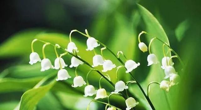  「寒冷」这花原产在寒冷山区，现在风靡全国，花香怡人能杀菌，但全株有毒